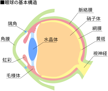 眼球の基本構造