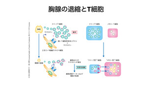 【画像】胸腺は心臓の上、胸骨の裏あたりに位置する臓器で、自己と非自己を見分けるメカニズムに重要な役割を果たすことが１９６０年に発見されました。マウスの胸腺を小さい時に摘出すると免疫が極端に弱くなり、臓器移植の拒絶反応も起きなくなることが実験で明らかになりました。胸腺は子供の頃に大きく、成人になると萎縮して見えなくなりますが、リンパ球の仕分けという重要な教育機能を担っています。胸腺では自分の体に反応するT細胞は排除され、ウイルスや細菌を攻撃するT細胞のみが血液中に送り出される仕組みがあります。胸腺で作られ教育されるリンパ球をT細胞（チムス由来）と名付け、この発見が後の免疫学研究の基礎となりました。子供の頃は胸腺が大きくナイーブなT細胞の仕分けが活発ですが、成人後は仕分けが完了して胸腺は退縮します。