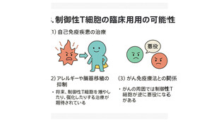 【画像】制御性T細胞は免疫細胞の過剰な攻撃を制御する役割を持ち、抑制系サイトカインを分泌して他のT細胞に過剰反応をやめさせる信号を送ります。自己免疫疾患の治療において、制御性T細胞を用いることで免疫抑制剤よりも選択的に暴走した免疫のみを抑え、感染症への抵抗力を保つことが期待されます。また、アレルギー疾患（花粉症など）の抑制や、臓器移植における拒絶反応の制御への応用も期待されています。一方、がん治療においては逆のアプローチが必要です。がん細胞は制御性T細胞を利用して免疫攻撃を回避しているため、制御性T細胞を抑制することでがん免疫療法（オプジーボなど）の効果を高めることが期待されます。しかし、臨床応用にはまだ多くのハードルがあり、制御性T細胞の投与量や条件、各疾患に対する特異性など解明すべき課題が残されています。坂口先生はベンチャー企業を設立して研究を継続しており、今回のノーベル賞受賞は基礎研究の成果が認められたものです。