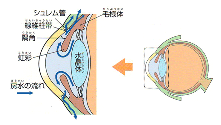 房水の流れの説明図