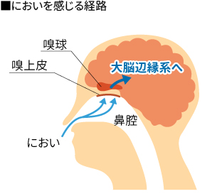 においを感じる経路