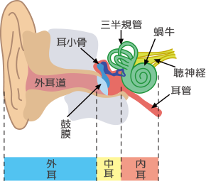 耳の構造