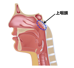 上咽頭の位置画像