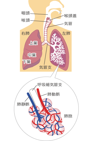 呼吸器・循環器内科